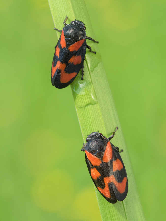 Red and Black Froghopper - Cercopis vulnerata